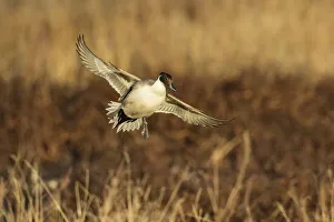 Animals Collection: Northern Pintail (Anas acuta) duck landing