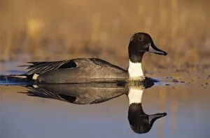 Northern Pintail, Anas acuta, male, Bosque del Apache National Wildlife Refuge, New Mexico