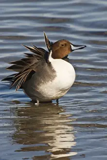 Preening Prints: Northern Pintail (Anas acuta) male preening and resting in Laguna Madre