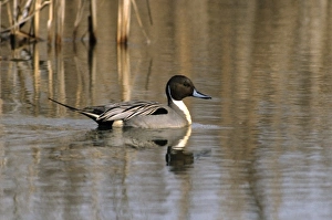 Pintail Prints: Northern pintail canada, north america