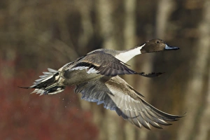 Images Dated 30th December 2014: Northern Pintail Drake