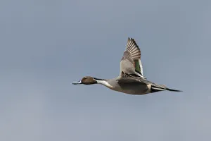 Drake Prints: Northern pintail drake