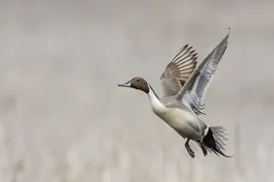 Drake Prints: Northern pintail drake flying