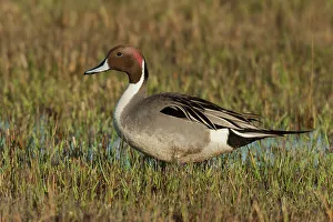 Survival Prints: Northern pintail drake, foraging in flooded farmers field, USA, Oregon
