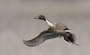 USA, North America, Alaska Gallery: Northern pintail drake taking flight