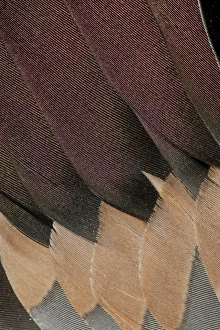 Northern Pintail Drake Wings fanned out