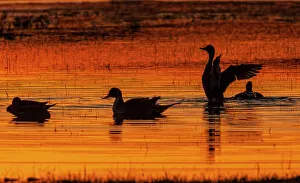 Northern pintail duck, foraging in flooded agriculture field, migration stop, USA, Oregon
