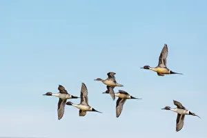 Waterfowl Prints: Northern Pintail ducks in courtship flight at Freezeout Lake Wildlife Management Area near Choteau