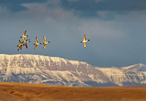 Choteau Prints: Northern Pintail ducks in courtship flight at Freezeout Lake Wildlife Management Area near Choteau