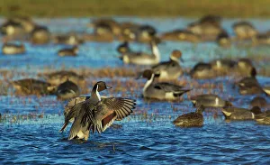 Northern pintail ducks, foraging in flooded agriculture field, migration stop, USA, Oregon
