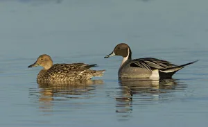 USA, North America, Alaska Gallery: Northern pintail pair