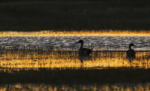 Images Dated 28th October 2020: Northern pintail pair