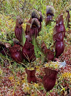 Michigan Prints: Northern Pitcher Plant, Sarracenia purpurea, in Sphagnum moss, Hiawatha National Forest