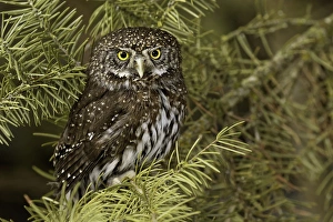 Northern Pygmy Owl, Glaucidium gnoma, Captive, Montana