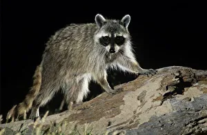 Northern Raccoon