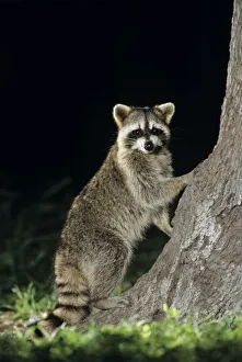 Northern Raccoon
