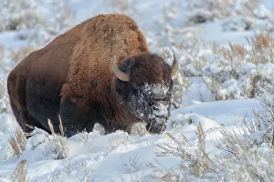 Bison Prints: Northern range of Yellowstone National Park