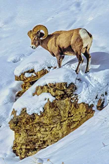Yellowstone Prints: Northern range of Yellowstone National Park