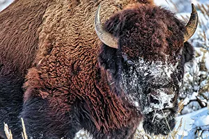Bison Prints: Northern range of Yellowstone National Park