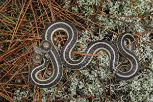 Michigan Prints: Northern Ribbon Snake, Upper Peninsula of Michigan