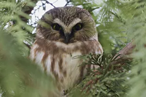 Ken Archer Prints: Northern saw-whet owl