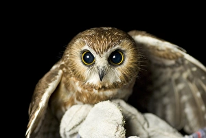 Northern saw-whet owl, Aegolius acadicus, being released from a rehabilitation center