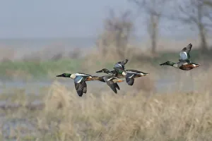 Northern Shoveler, Courtship flight