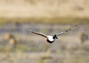Northern Shoveler duck explodes from pond near Whitefish Montana