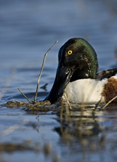 Fresh Water Prints: Northern Shoveler feeding, Anas clypeata, Welder flats, Texas