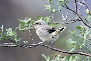 Images Dated 26th June 2006: Northern Shrike Chick Profile (Lanius excubitor) - Arctic National Wildlife Refuge Alaska
