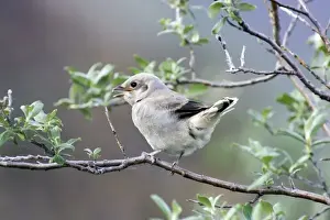 Laniidae Prints: Northern Shrike Chick Profile (Lanius excubitor) - Arctic National Wildlife Refuge Alaska