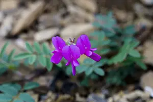 Plantae Prints: Northern Sweet Pea (Hedysarum boreale) - Arctic National Wildlife Refuge, Alaska