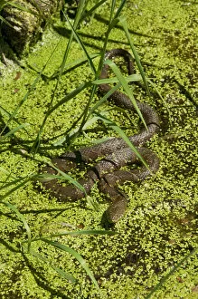 Northern Water Snake, Nerodia sipedon, is resting in a streambed in Central PA, USA
