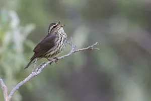 Sub Arctic Prints: Northern waterthrush singing