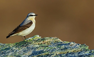 Tundra Prints: Northern wheatear at home in the arctic tundra habitat of the Seward Peninsula, Alaska