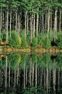 Northwood, NH Eastern White Pines, Pinus strobus, reflect in the waters of Meadow