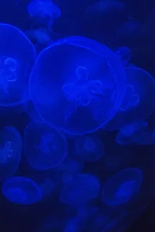 Jellyfish Prints: Norwalk Aquarium, Norwalk, CT, U. S. A. Captive. Jellyfish in blue enclosure