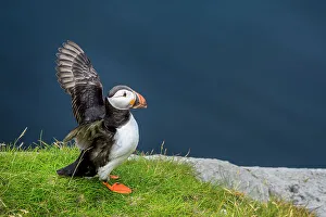 Fredrik Norrsell Prints: Norway, Finnmark, Loppa. Atlantic Puffin at their nesting cliffs