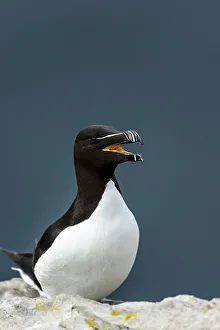 Fredrik Norrsell Prints: Norway, Finnmark, Loppa. Razorbill (Alca torda) gathered on a nesting cliff