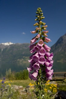 Images Dated 4th July 2009: Norway, Geirangerfjord District. Jostedalsbreen National Park. Foxglove