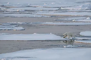 Floating Prints: Norway, High Arctic. Lone polar bear on sea ice at dusk