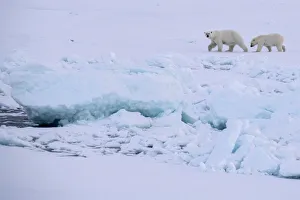 Floating Prints: Norway, High Arctic. Polar bear mother and cub on sea ice