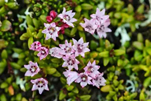 Nordland Prints: Norway, Nordland. Alpine azalea (Loiseleuria procumbens)