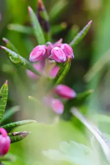 Nordland Prints: Norway, Nordland. Blue Mountainheath (Phyllodoce caerulea), locally called Lappljung