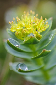Nordland Prints: Norway, Nordland. Kings Crown (Rhodiola rosea)
