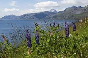 Images Dated 2nd July 2009: Norway, Nordland, Lofoten Archipelago. Summer wildflower fields of lupine along scenic