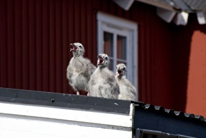 Images Dated 2nd July 2009: Norway, Nordland, Lofoten Archipelago, Mount Vagakaillen area. Fishing village of