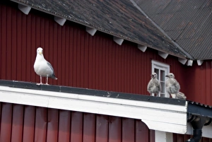 Images Dated 2nd July 2009: Norway, Nordland, Lofoten Archipelago, Mount Vagakaillen area. Fishing village of