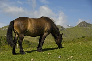 Norway, Nordland, Lofoten Archipelago, Borgelva. Fjord Horse in pasture, special
