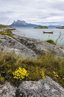 Nordland Prints: Norway, Nordland. Rock slab with Sedum sp